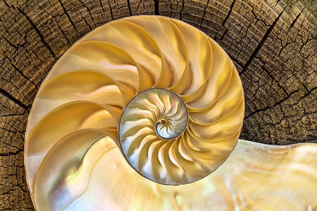 The Fibonacci Journey: How a Simple Sequence Unveils Complex Beauty
