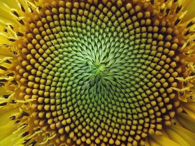 The Geometry of Petals: Unveiling the Mathematical Secrets of Flowers