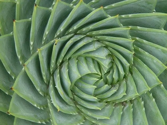 Tessellations in Nature: How Geometry Shapes Earth’s Diverse Ecosystems