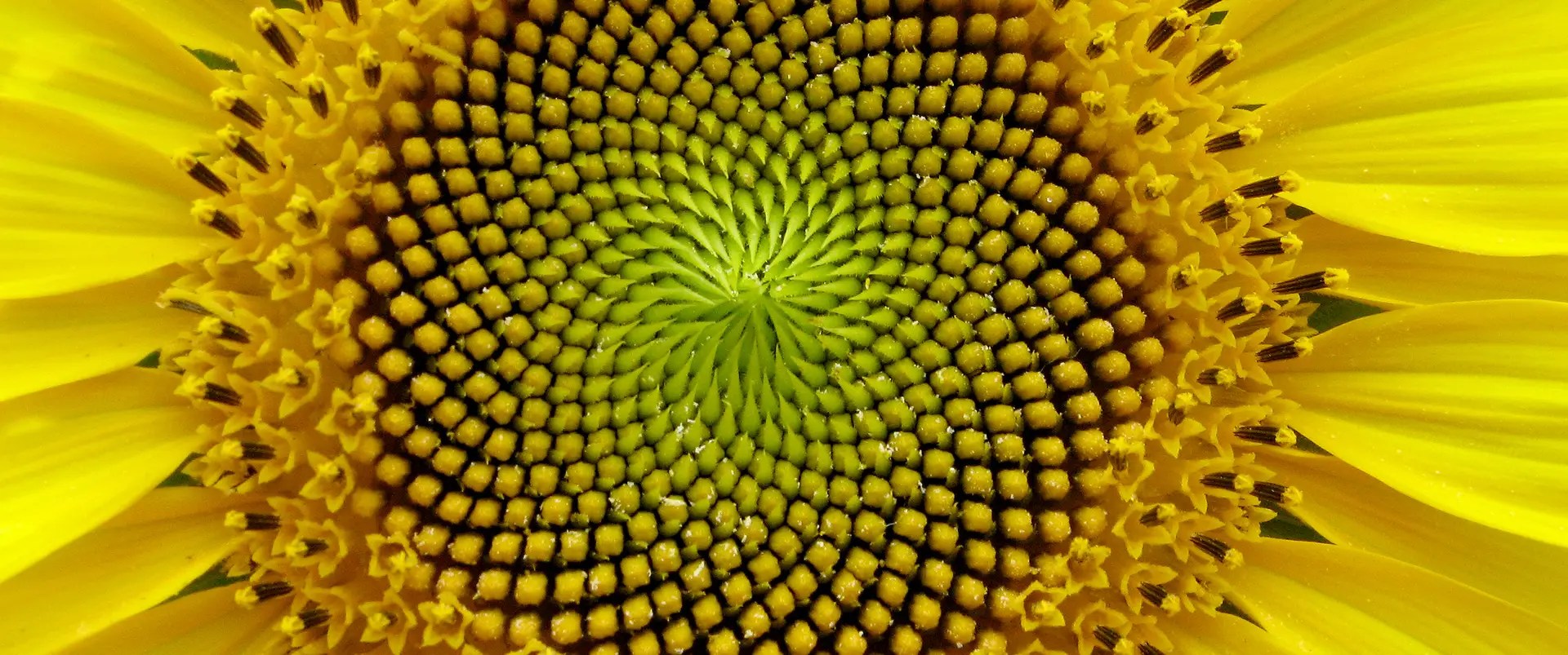 The Fibonacci Sequence: From Ancient Civilisations to Modern Botanical Discoveries