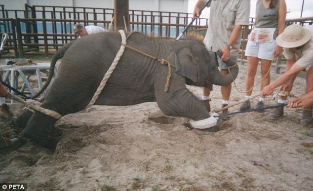 Ringling Bros Barnum And Bailey Circus Torture Baby Elephants The Starseed Garden