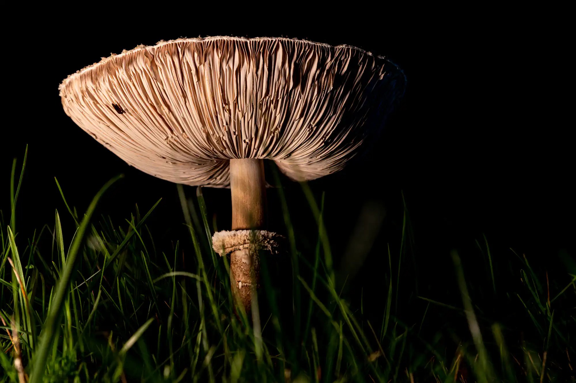 Pilz
