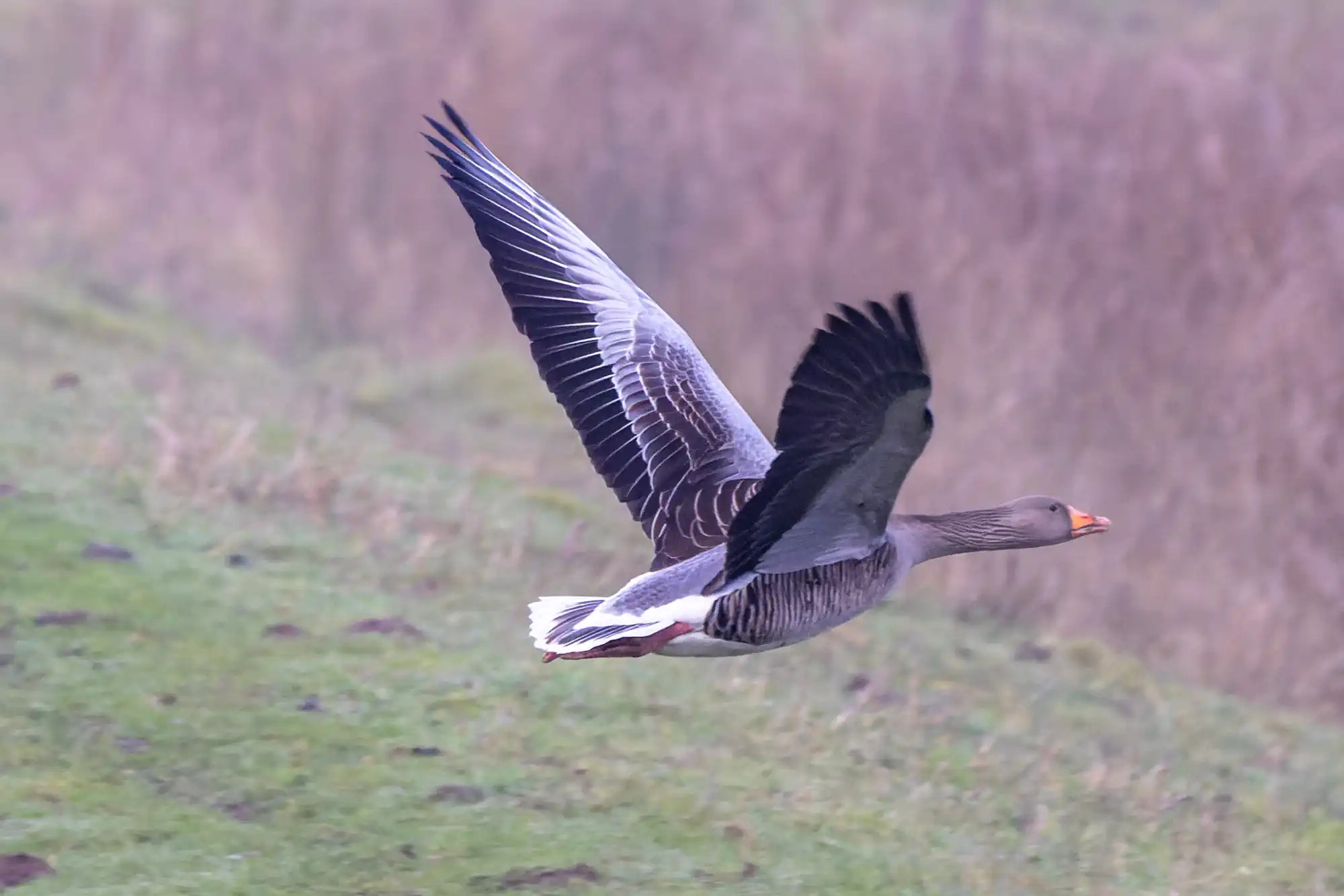 Graugans im Flug