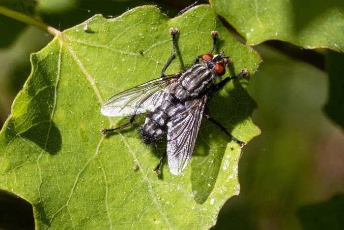 Fliege auf einem Blatt