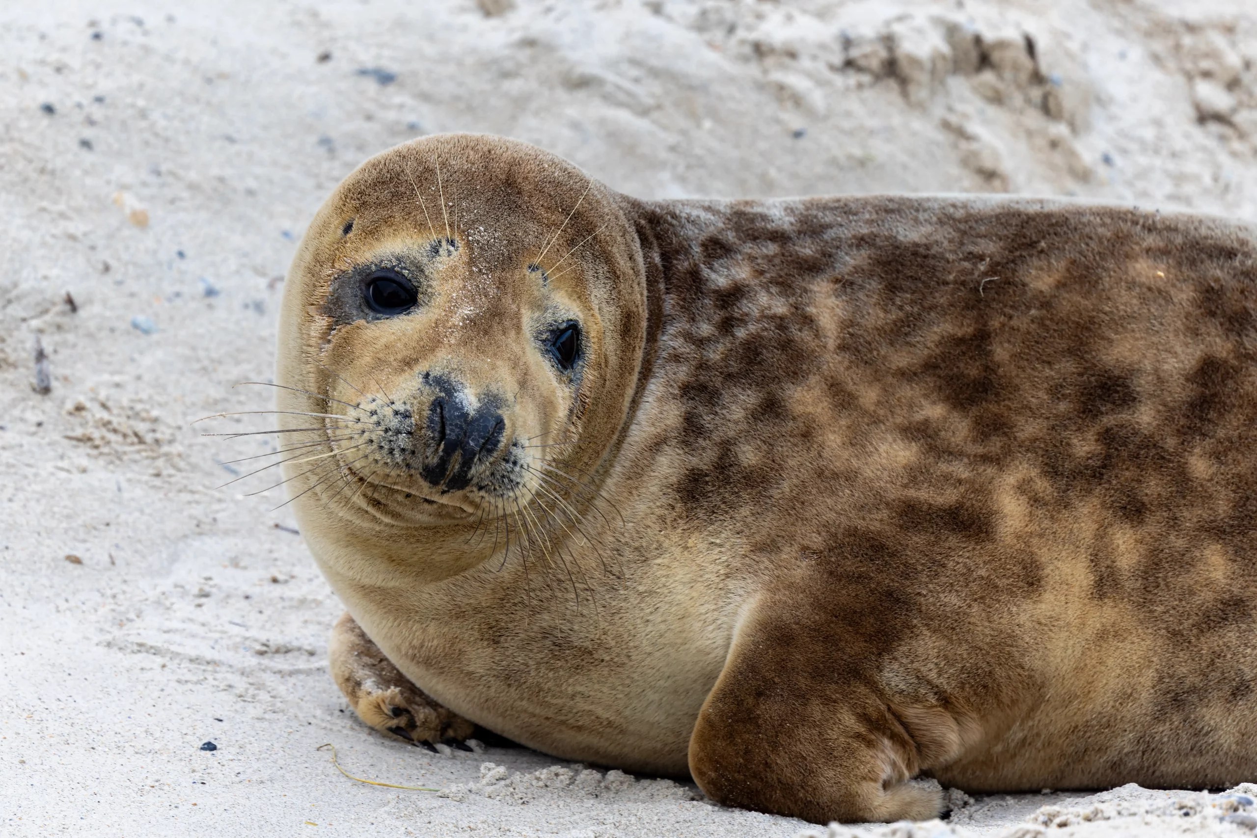 Web image: Helgoland 2024 24 Scaled