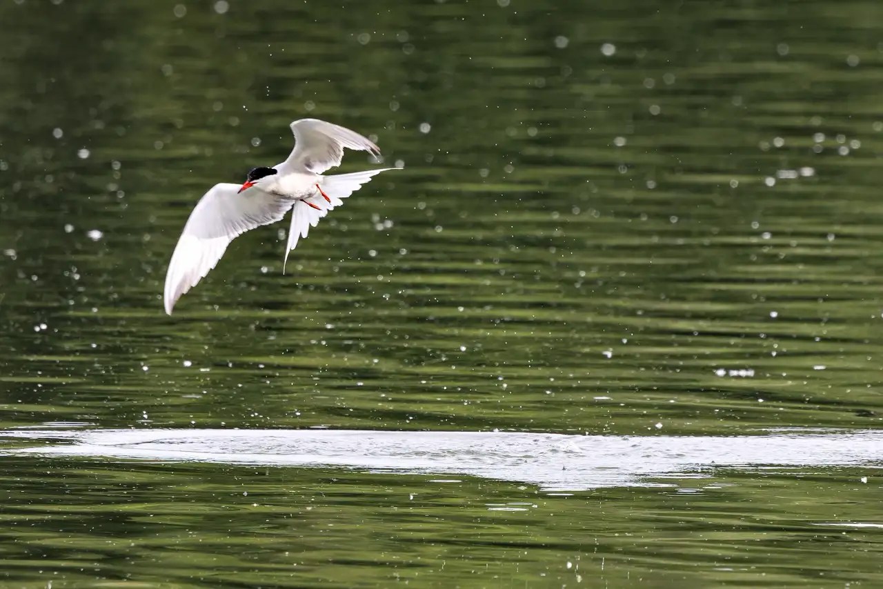 Flussseeschwalbe, die dicht über einem Gewässer fliegt