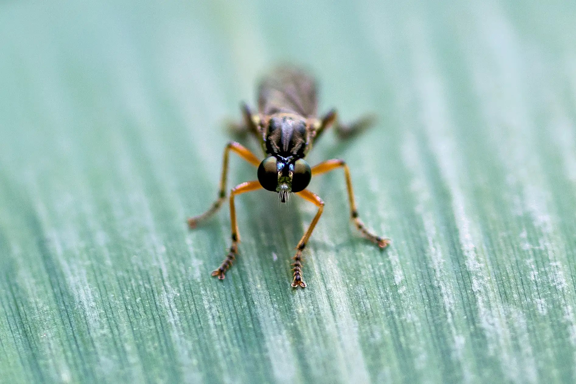 Nahaufnahme einer kleinen Fliege mit großen schwarzen Augen und orangefarbenen Beinen auf einem grünen Blatt