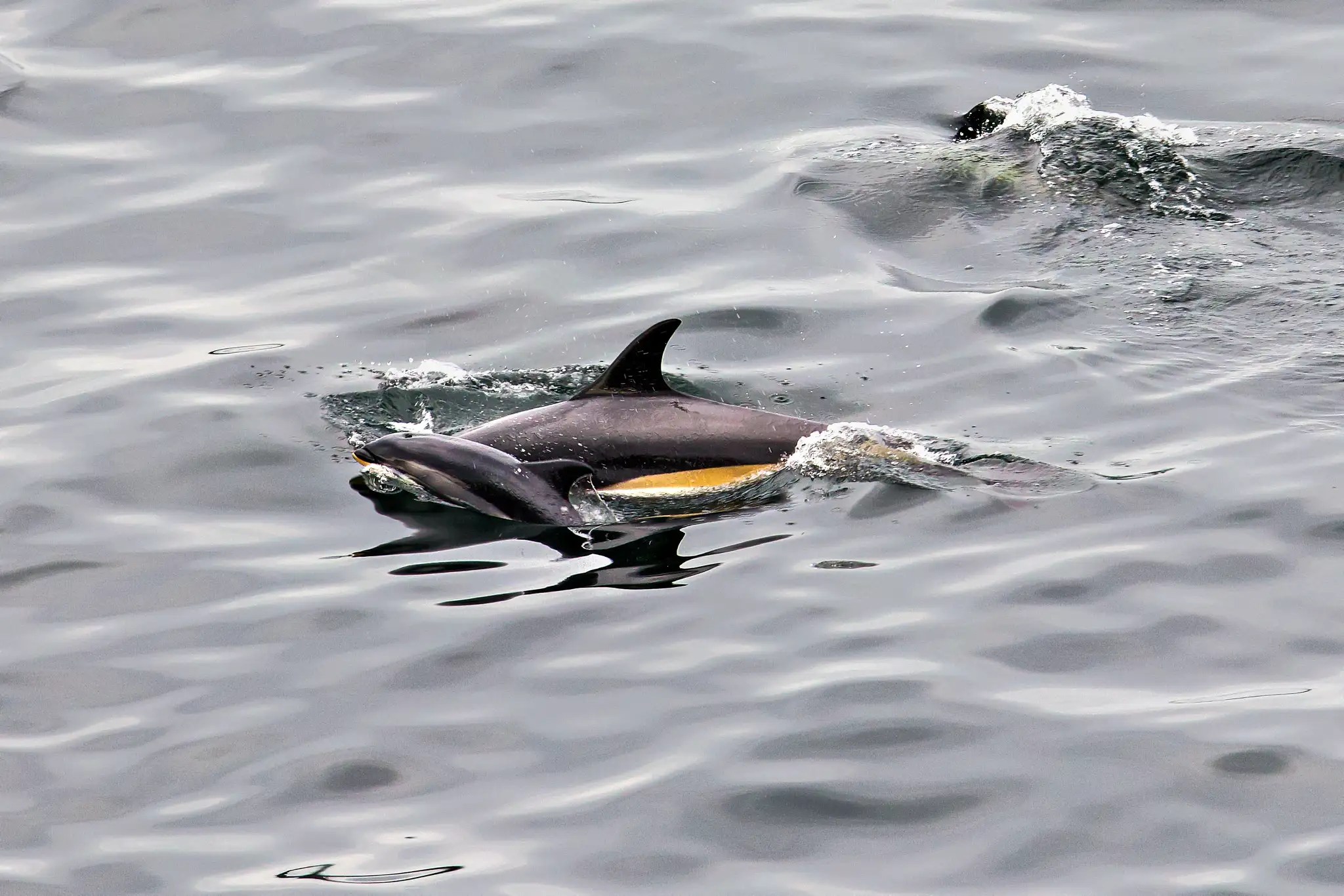 Zwei Delfine schwimmen nah an der Wasseroberfläche im Meer