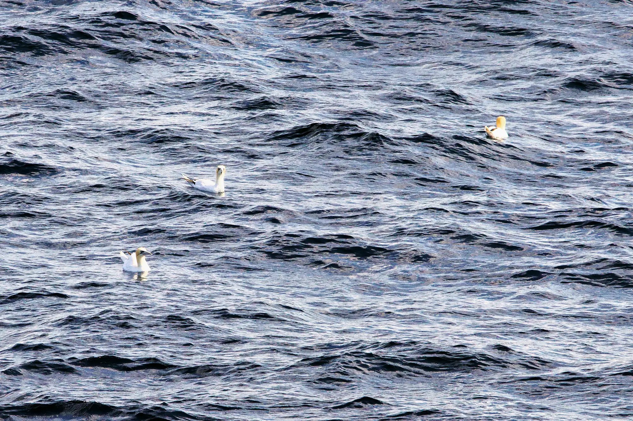 Drei Basstölpel schwimmen auf welliger Wasseroberfläche
