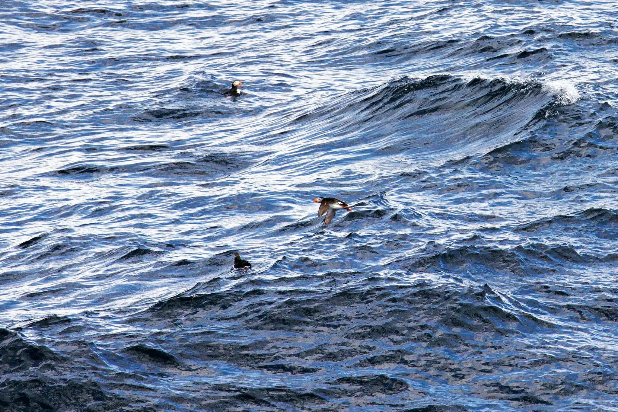 Drei Vögel fliegen und schwimmen auf welligem Meerwasser