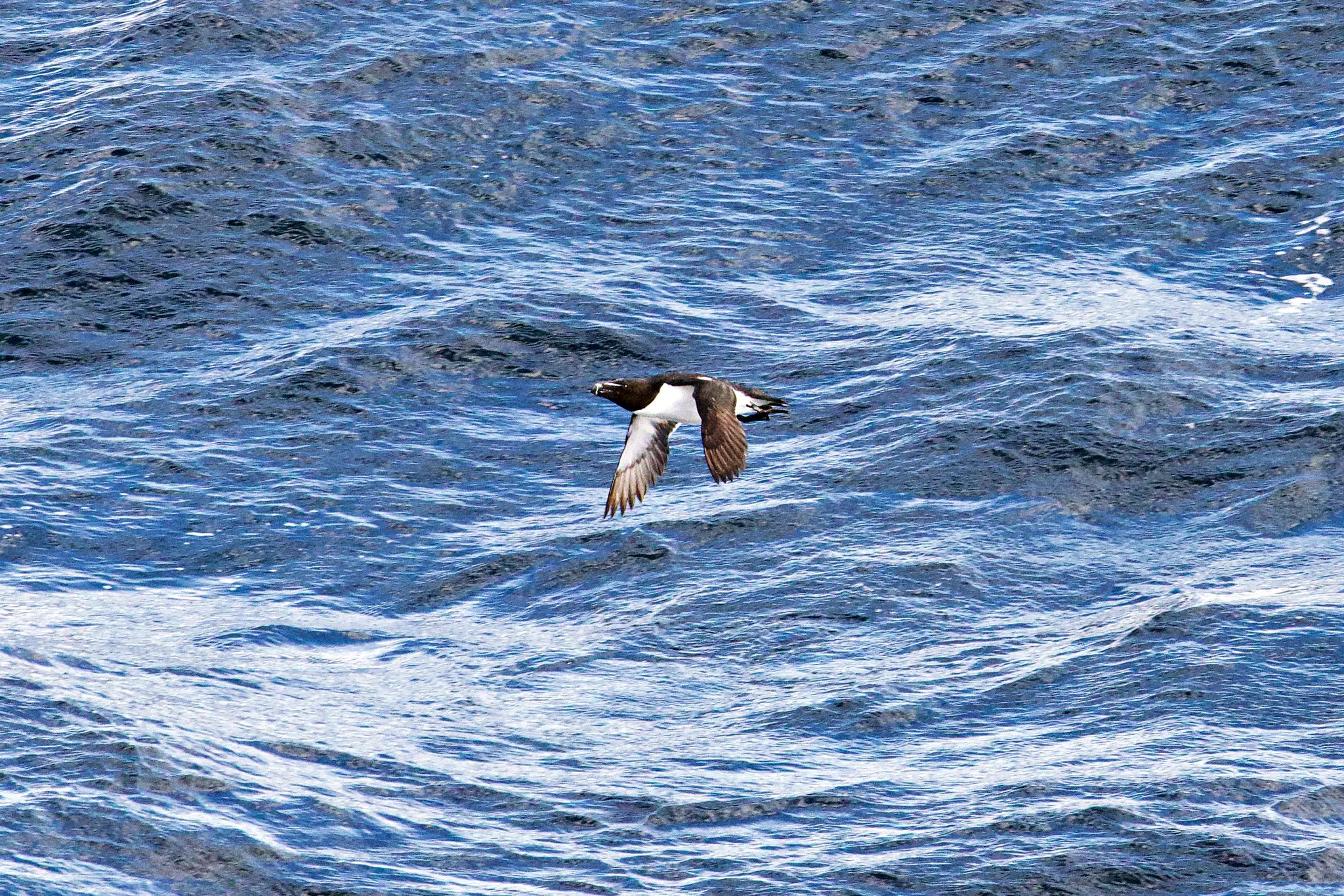 Vogel fliegt knapp über welliger Meeresoberfläche