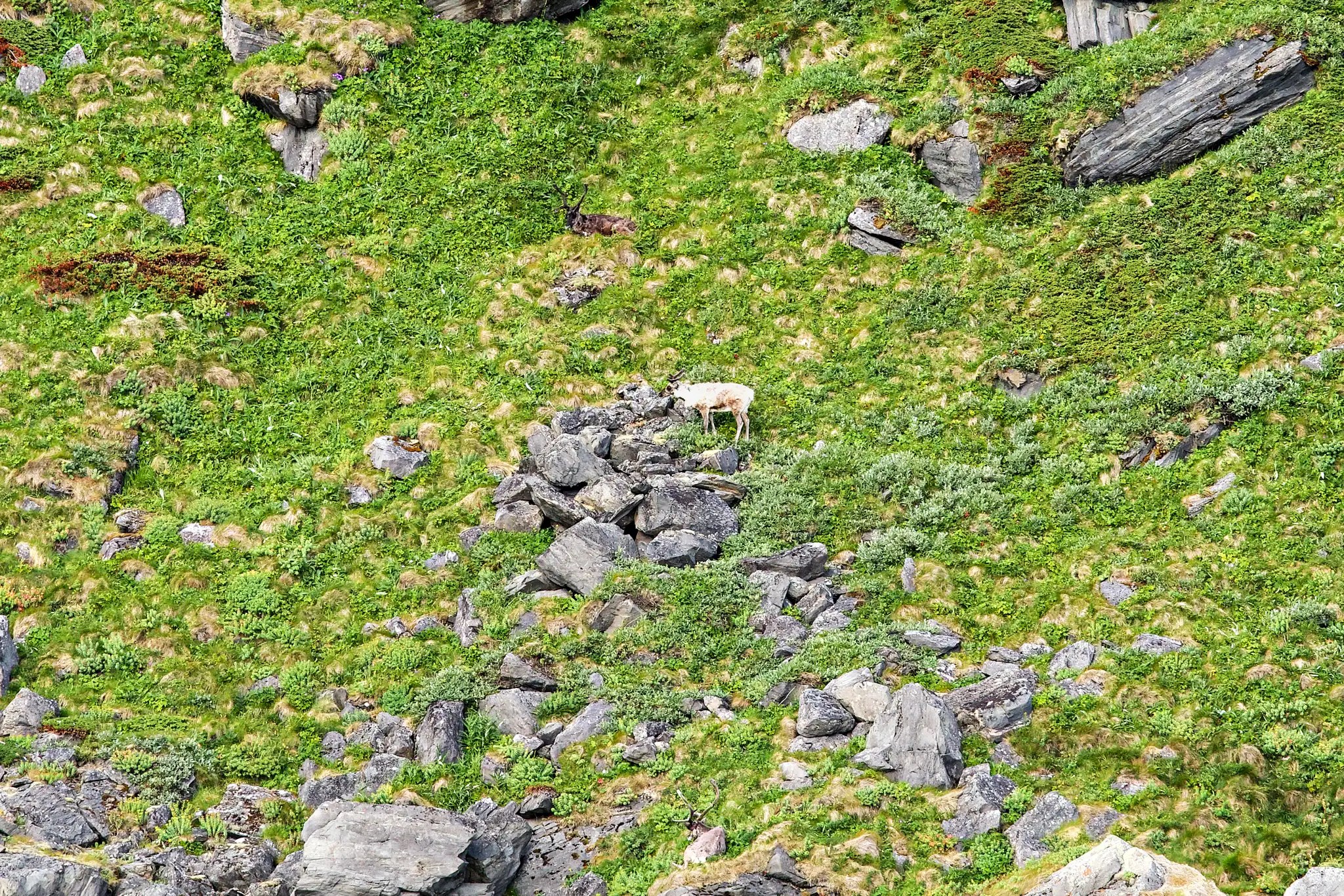Ein Rentier steht auf einem felsigen, grünen Berghang mit verstreuten Steinen und Gras