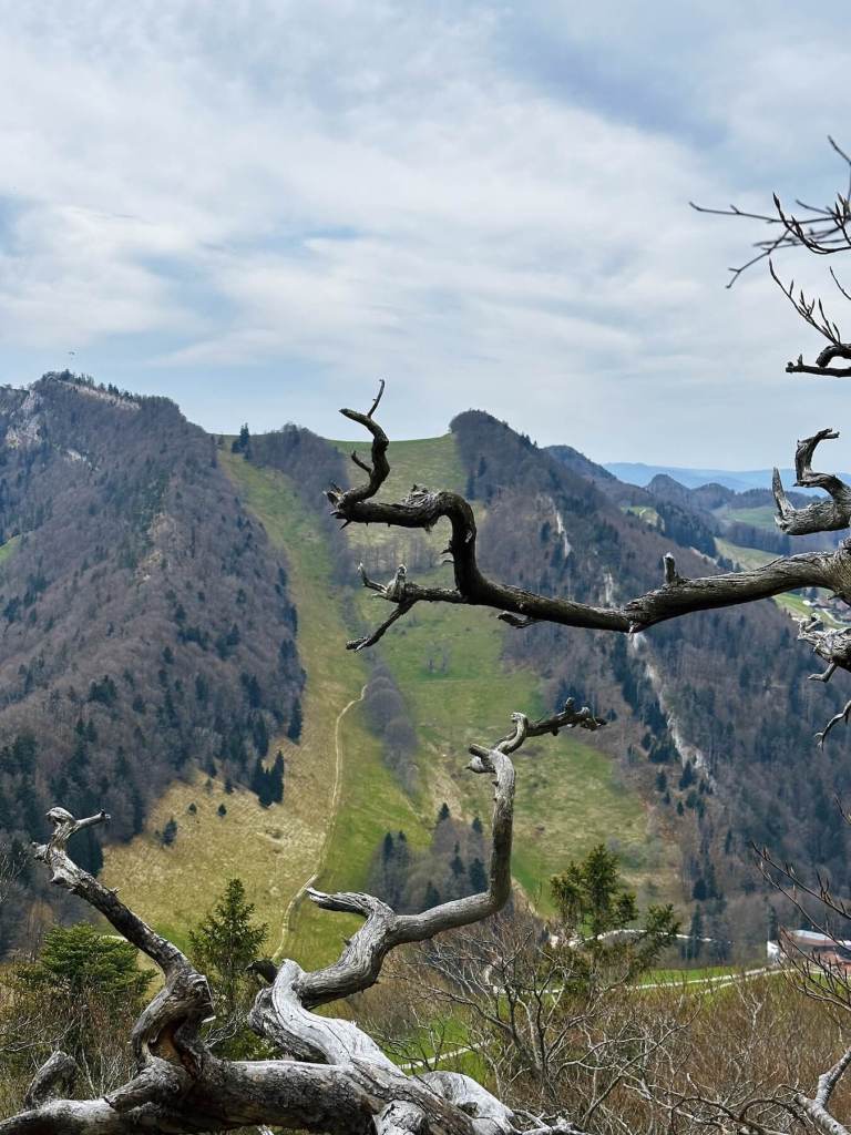 Matthias Maier | Old trees
