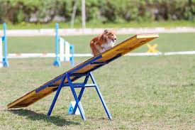 A dog coming to the end of the see-saw