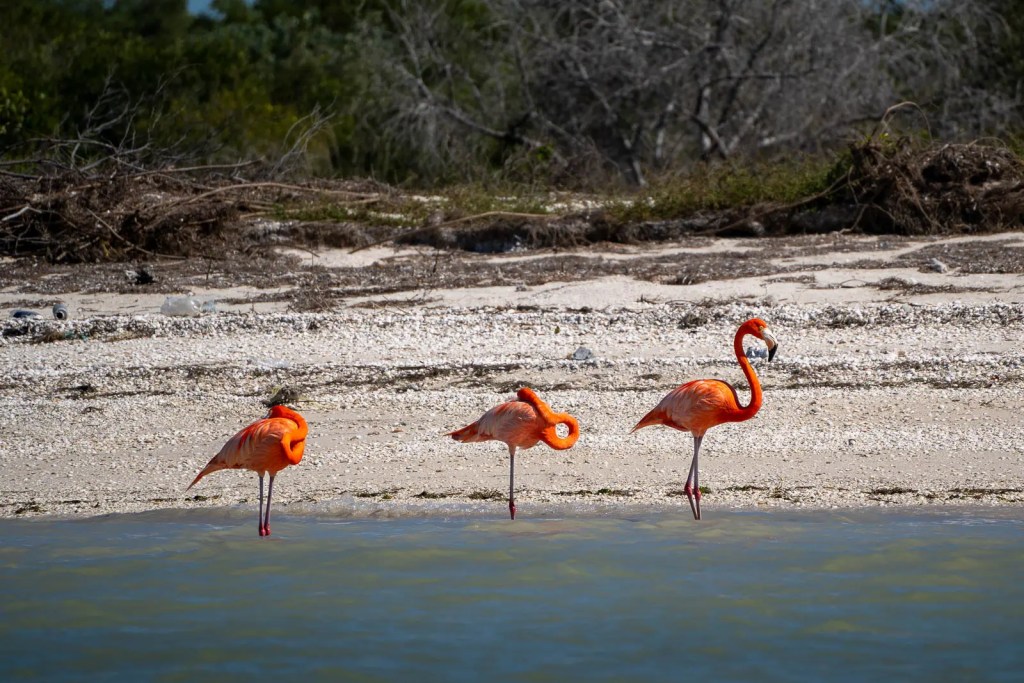 pink flamingos in Celestun biosphere reserve, Mexico
