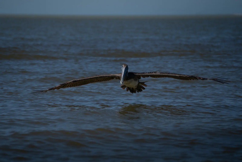 flying pelican in Celestun biosphere reserve, Mexico