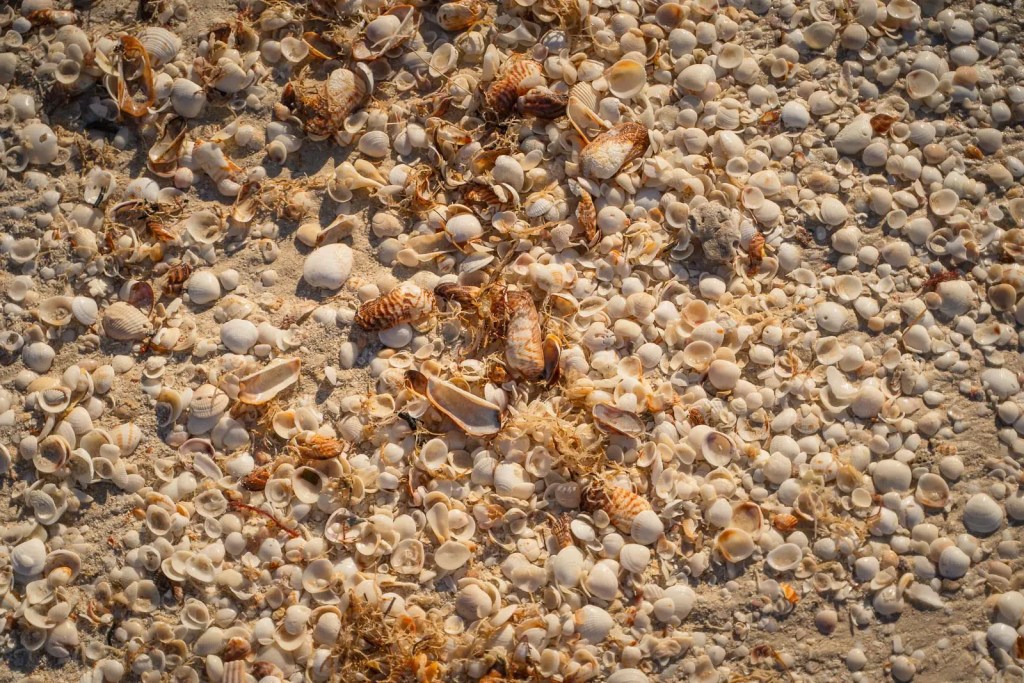 shells on celestun beach