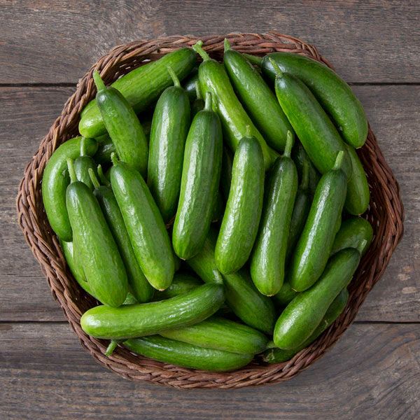 CUCUMBER Mini-Me 3″ sqpt | Matt's Organic Gardens