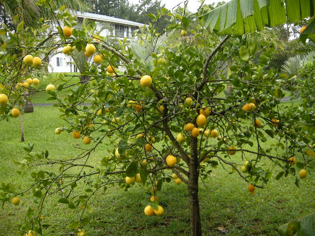 How To Grow A Lemon Tree From Seed Growing Wild