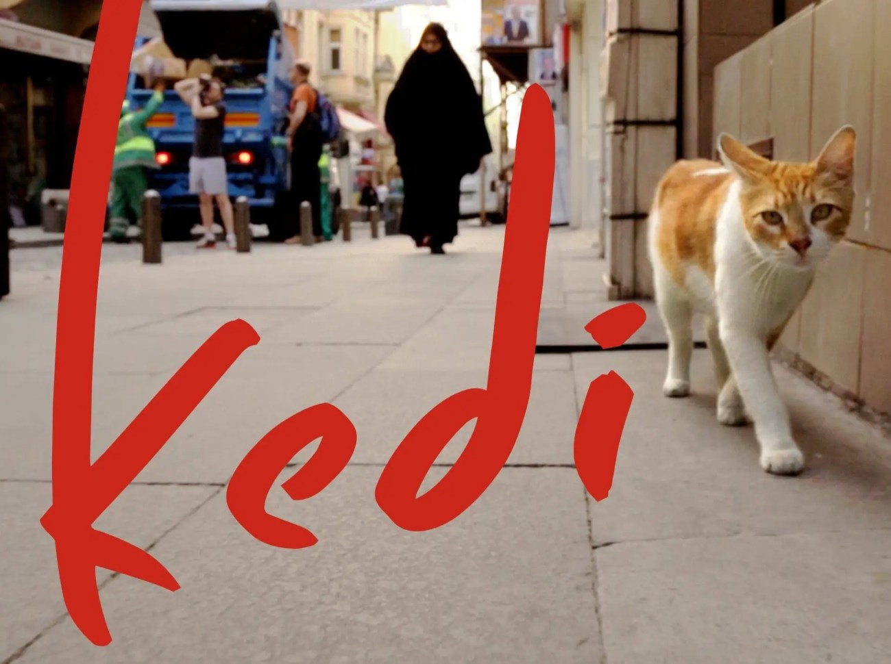 traßenkatze in Istanbul – 