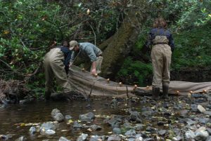 Coho salmon rescue Redwood Creek Aug 2014 DFW