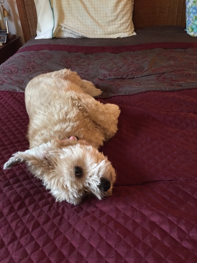 daisy