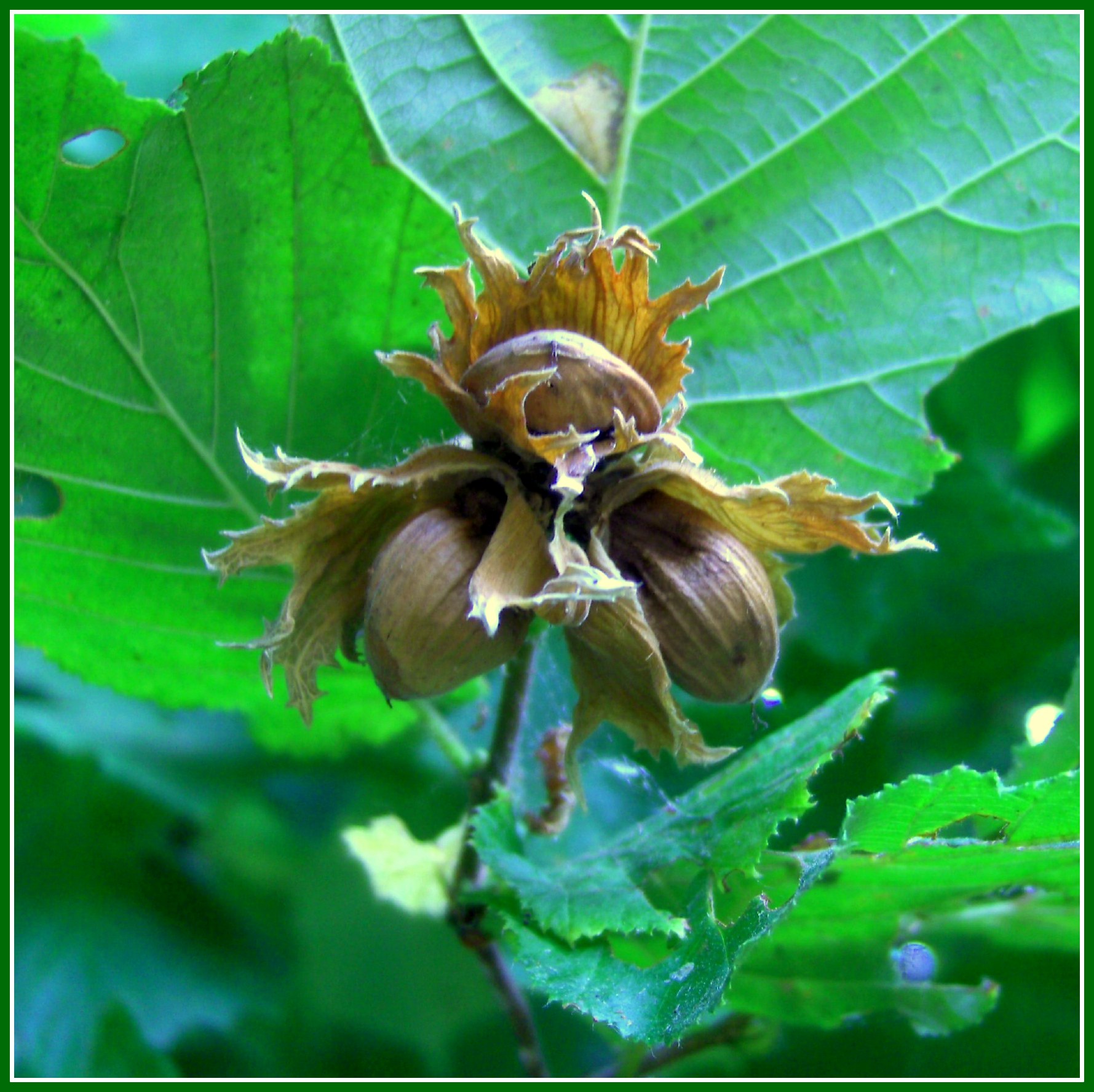 noisettes