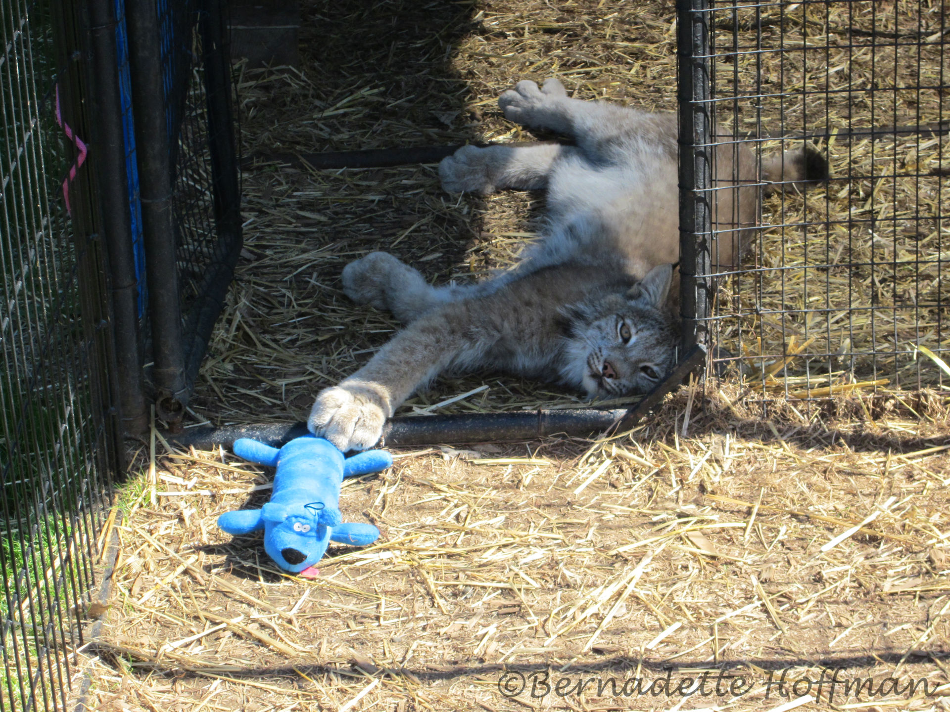 2012 News – Max Canada Lynx