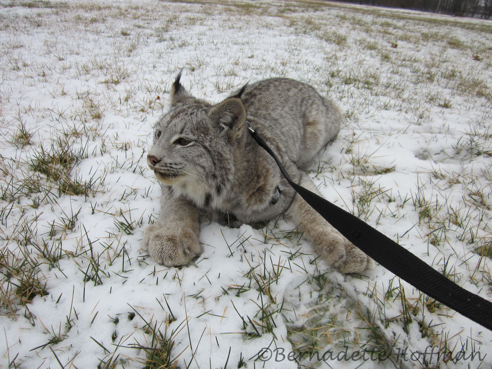 なつかしいLynx 2012 News – Max Canada Lynx