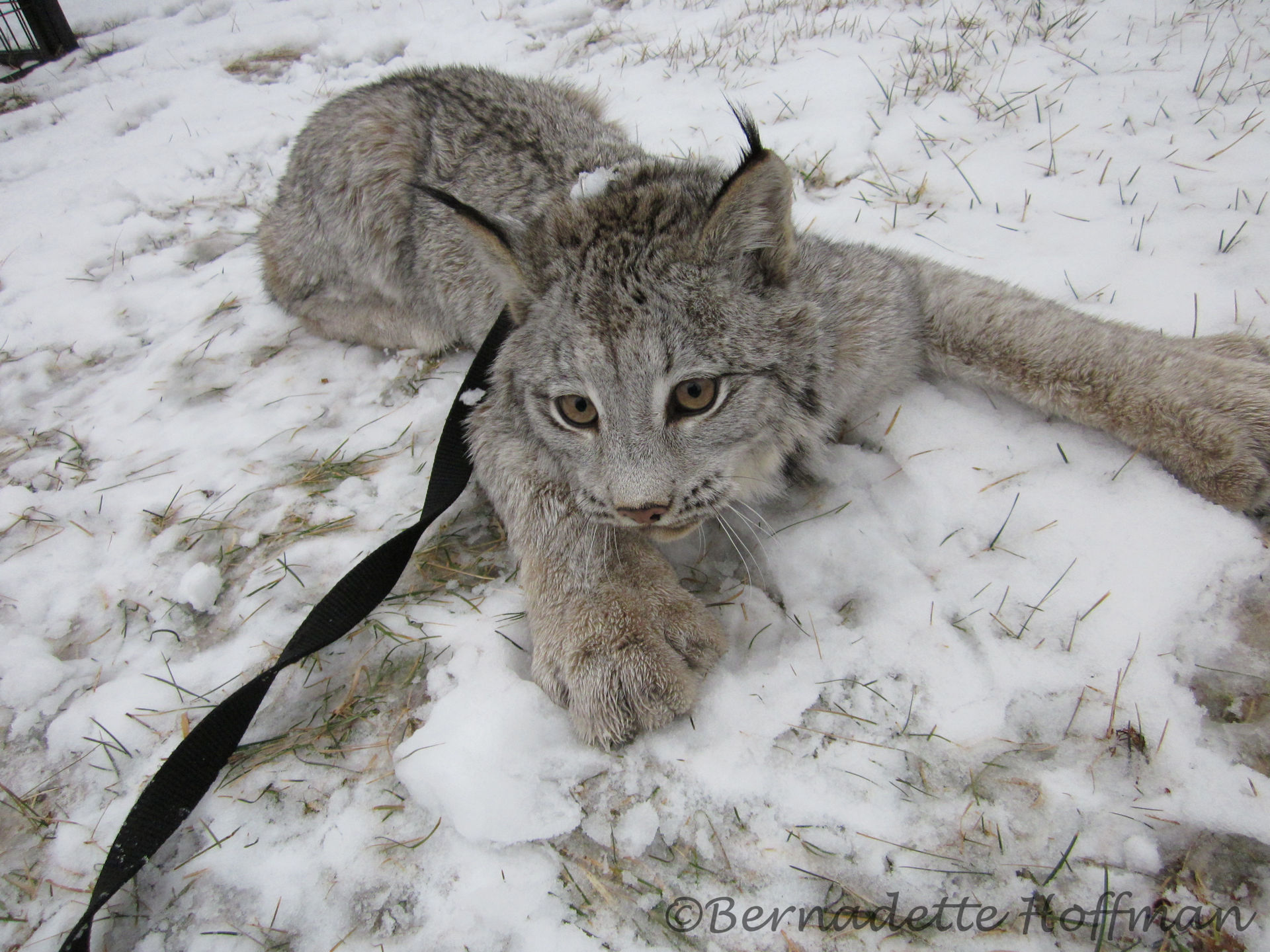 2012 News – Max Canada Lynx