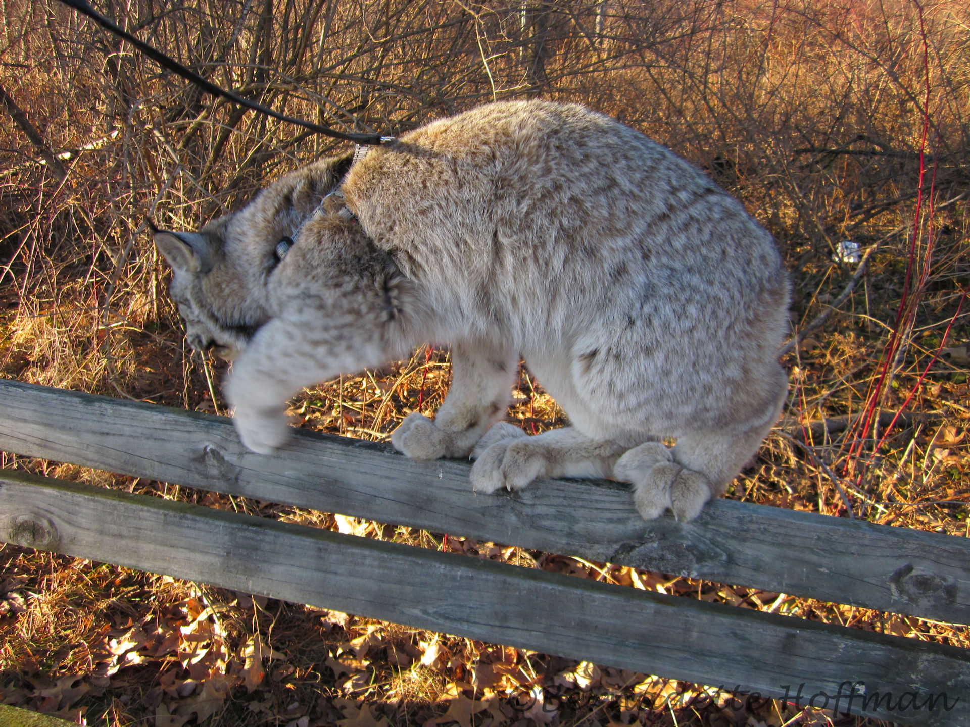 2012 News – Max Canada Lynx