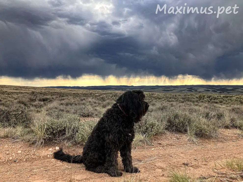 What to do if your dog is scared of storms or fireworks