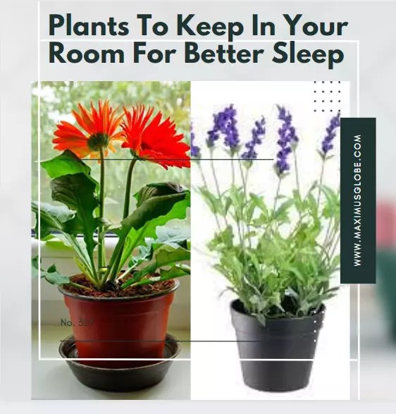Plants To Keep In Your Room For Better Sleep MAXIMUS GLOBE
