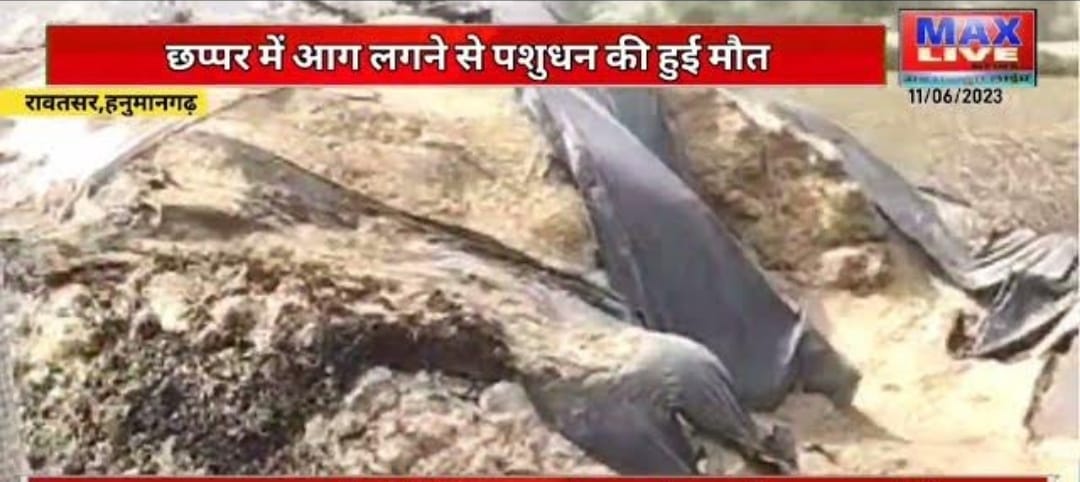 छप्पर में आग लगने से पशुओं की मौत \ Livestock died due to fire in thatch