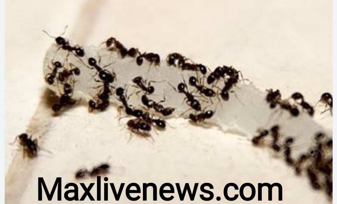  घर से चीटियों को भगाएं मात्र 10 सेकंड में करें यह 5 काम \ Drive ants away from home, do these 5 things in just 10 seconds.