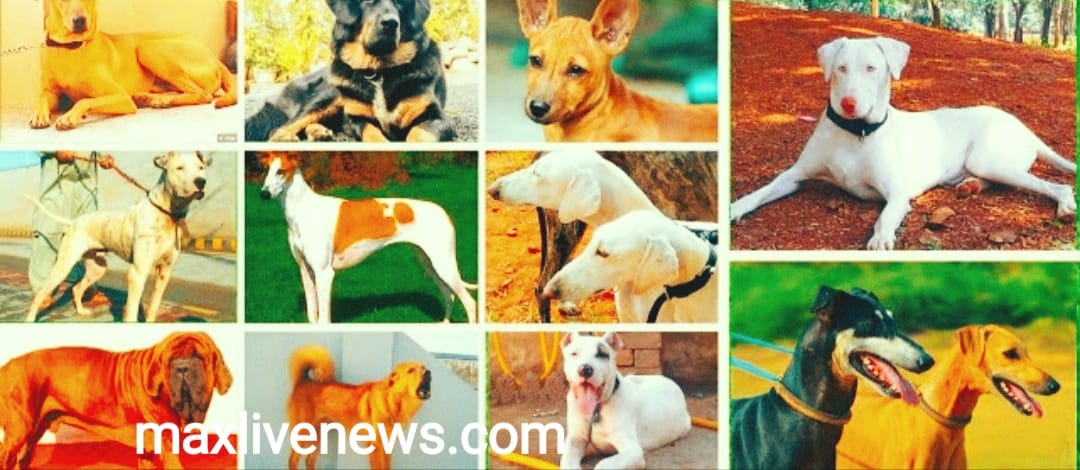 भारत में पाई जाने वाली 5 सबसे प्यारी कुत्तों की नस्ल \ 5 cutest dog breeds found in india