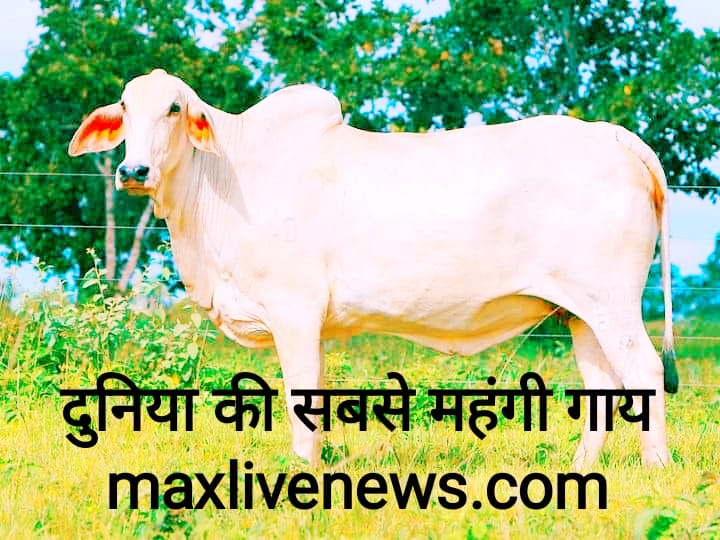 दुनिया की सबसे महंगी गाय \ world’s most expensive cow 