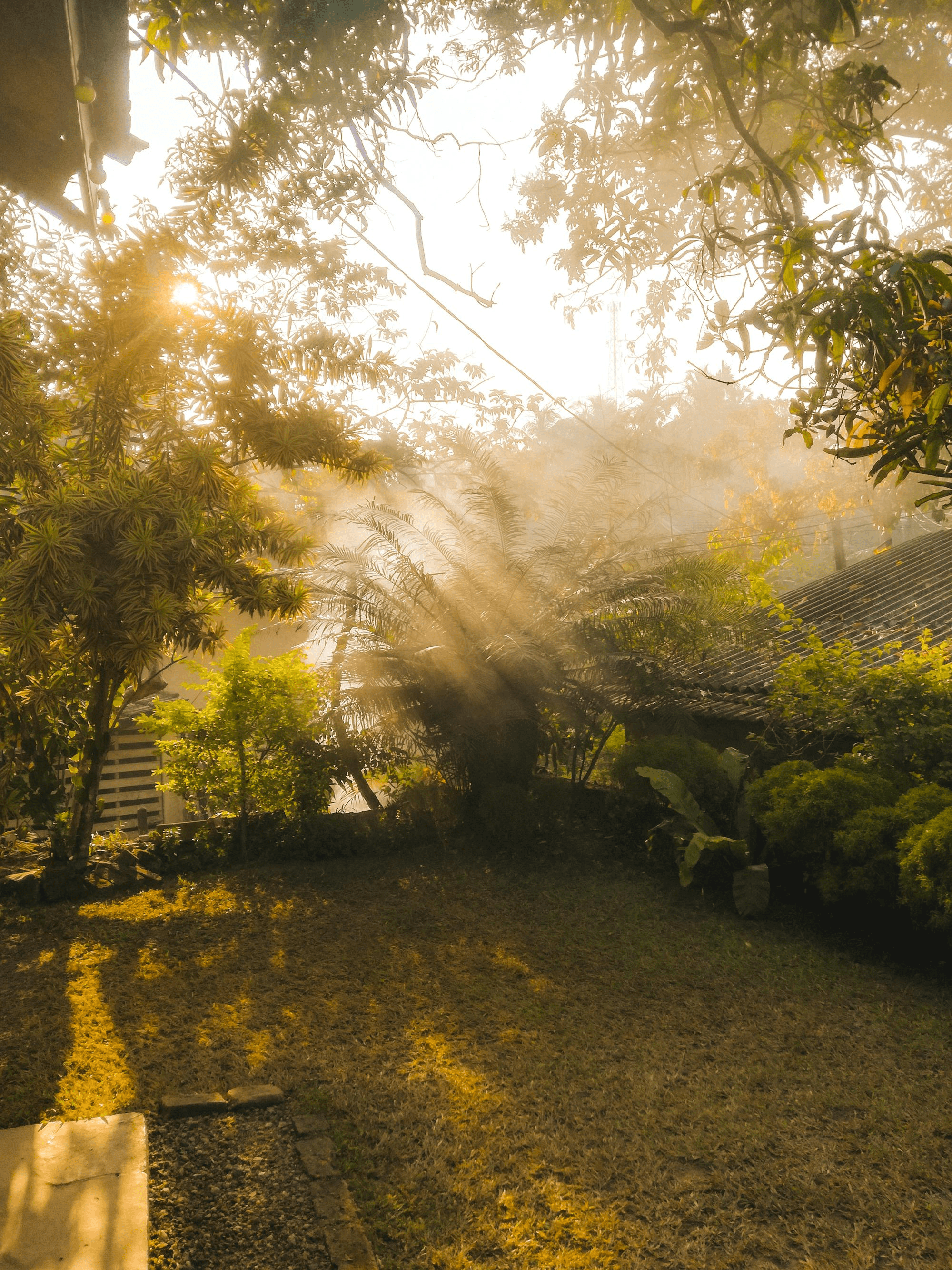 Soft morning light through the garden