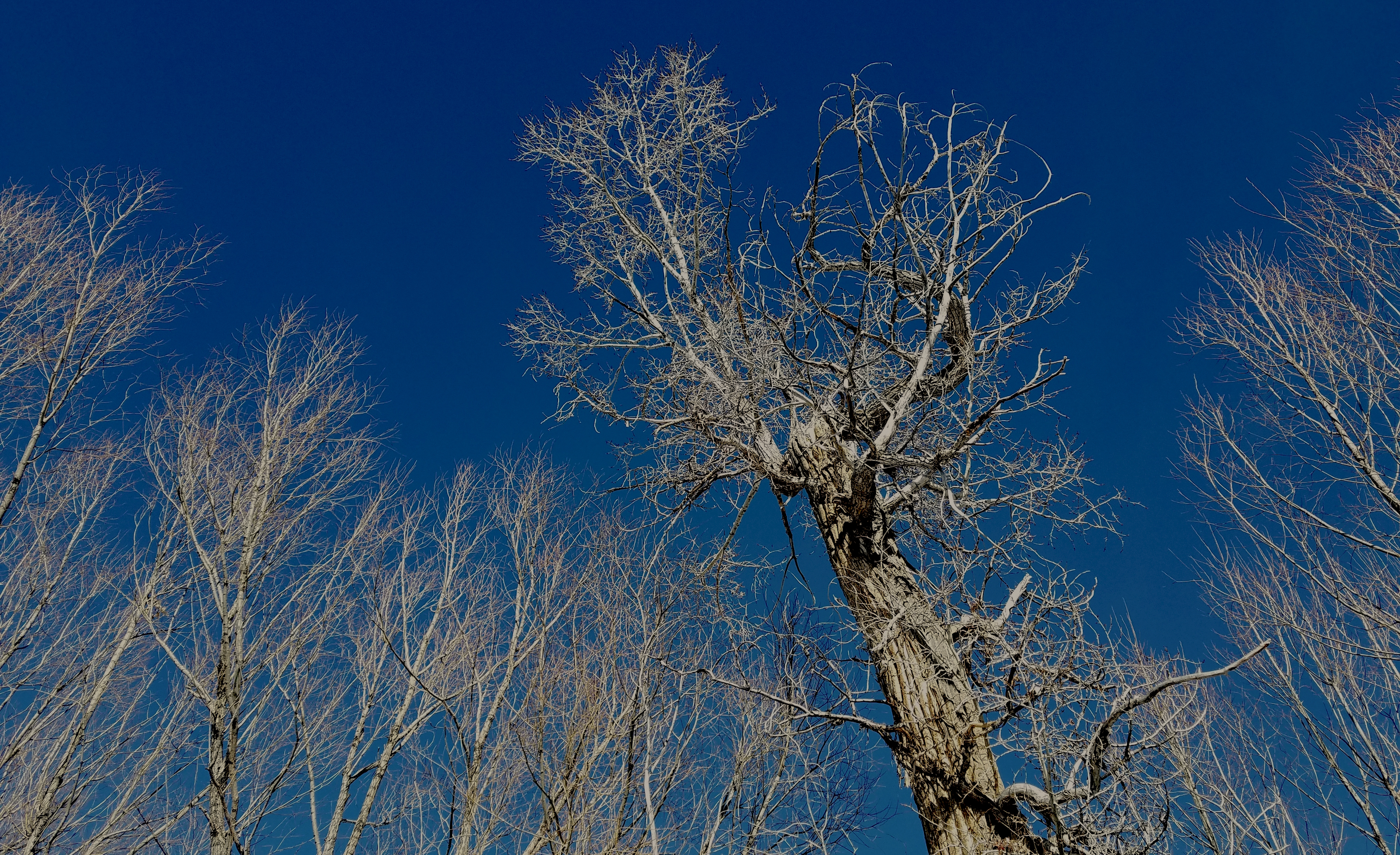 This fall, my husband Casey and I made several trips into the Uintas to fell trees and collect wood. We searched for big dead trees close to the road. Casey chopped them down with his chainsaw and then cut the tree into logs, which we loaded into the truck.