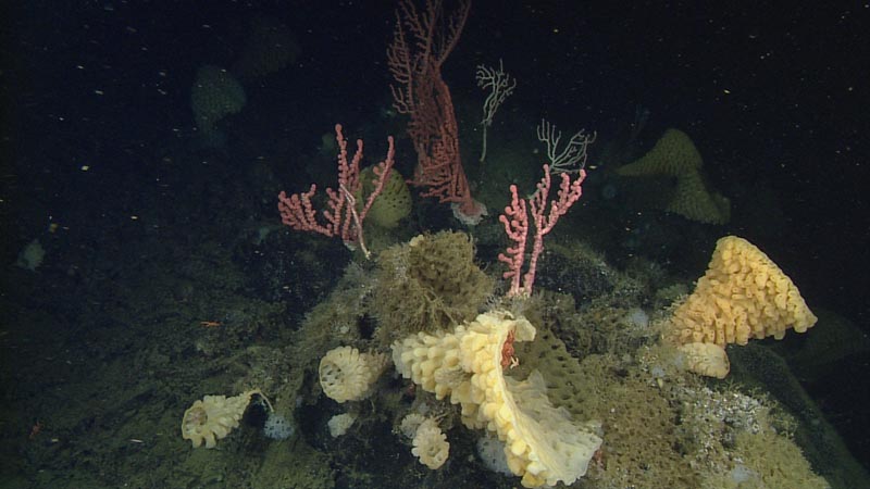 Index Mbari Annual Report