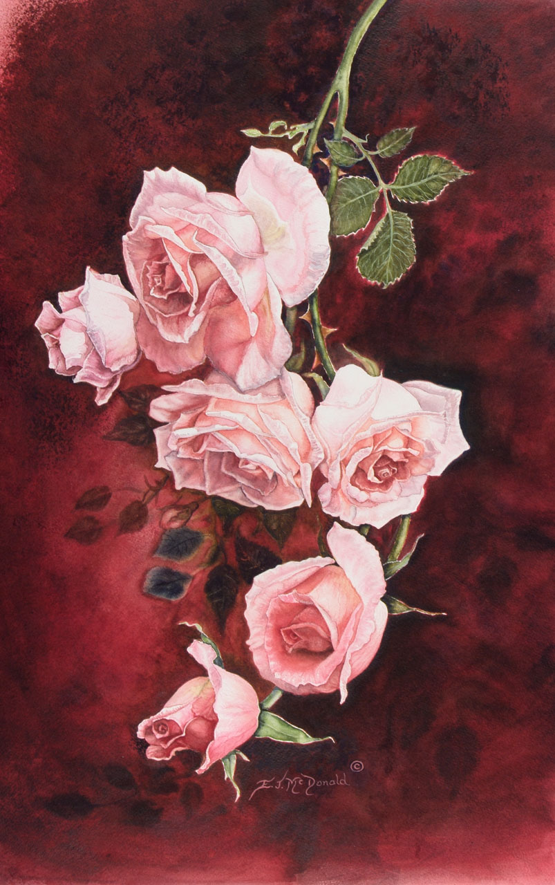 rose pink様絵画 Sir Wilfrid Laurier Climbing Roses – 10.75×16 Print – Watercolour