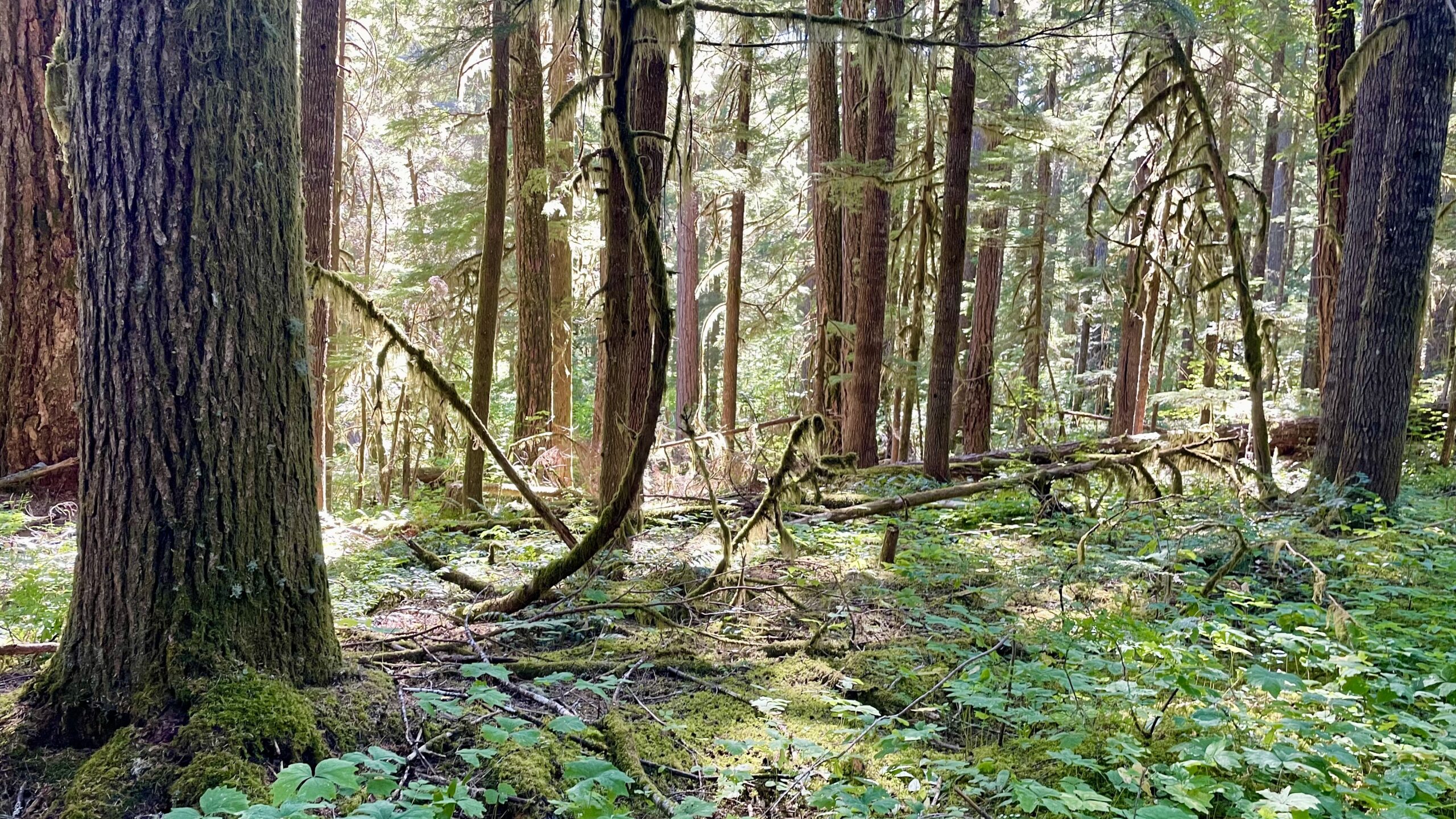 Big Huckleberry Saddle to Sedum Ridge