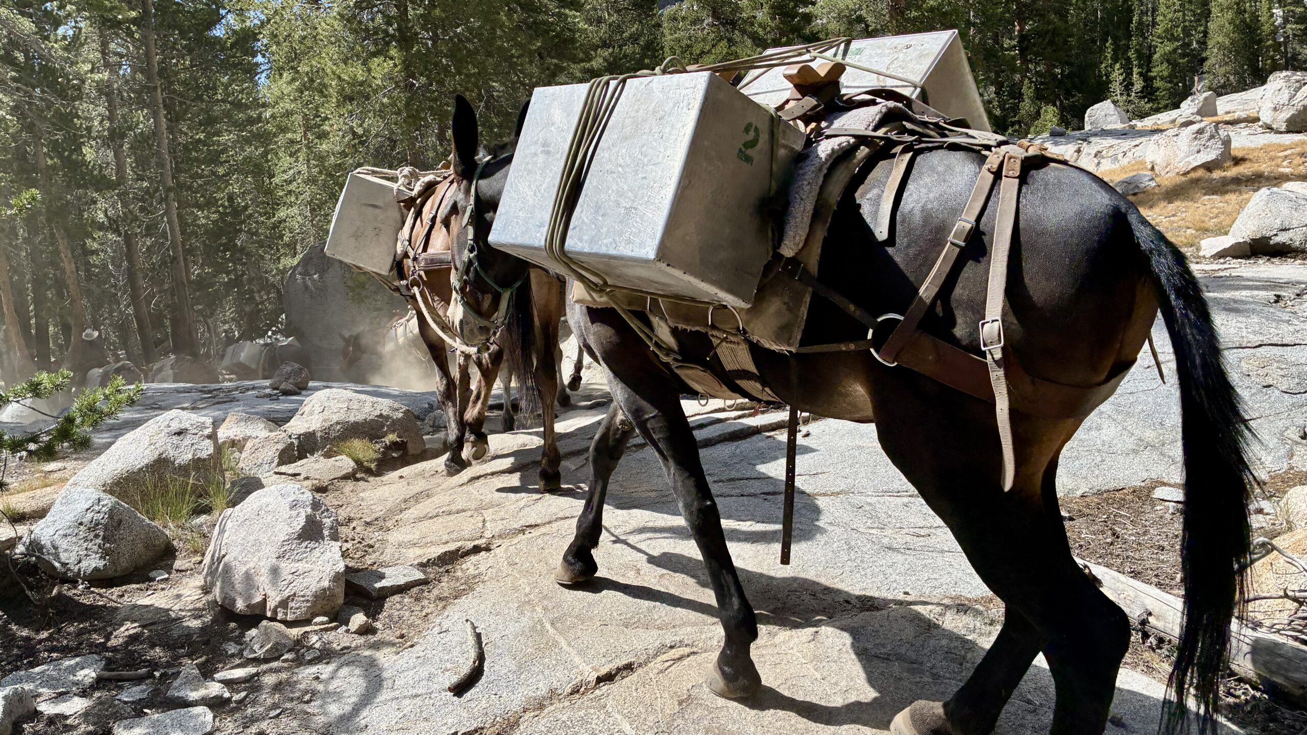 Mule train!