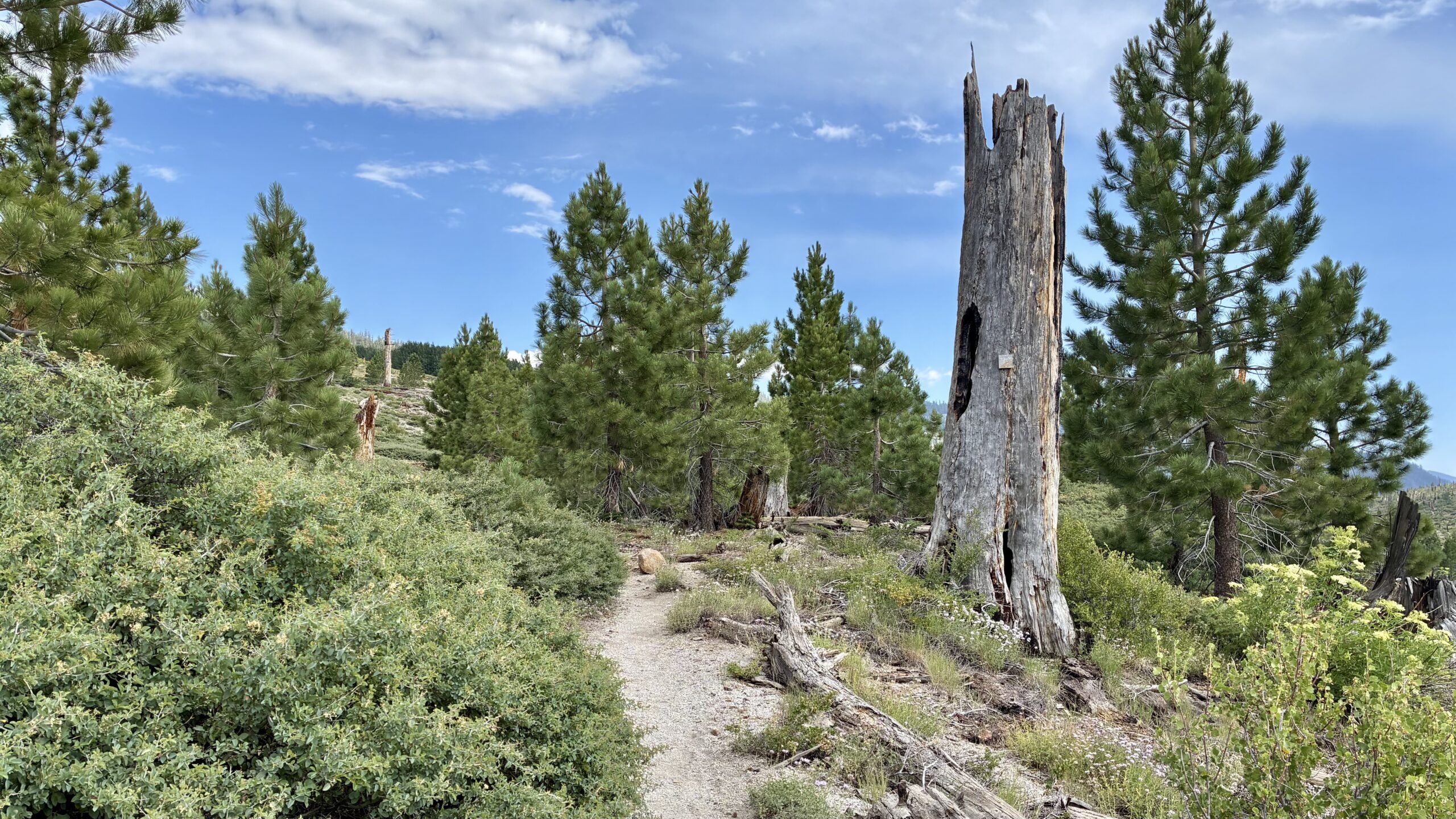 Agnew Meadow to Deer Creek