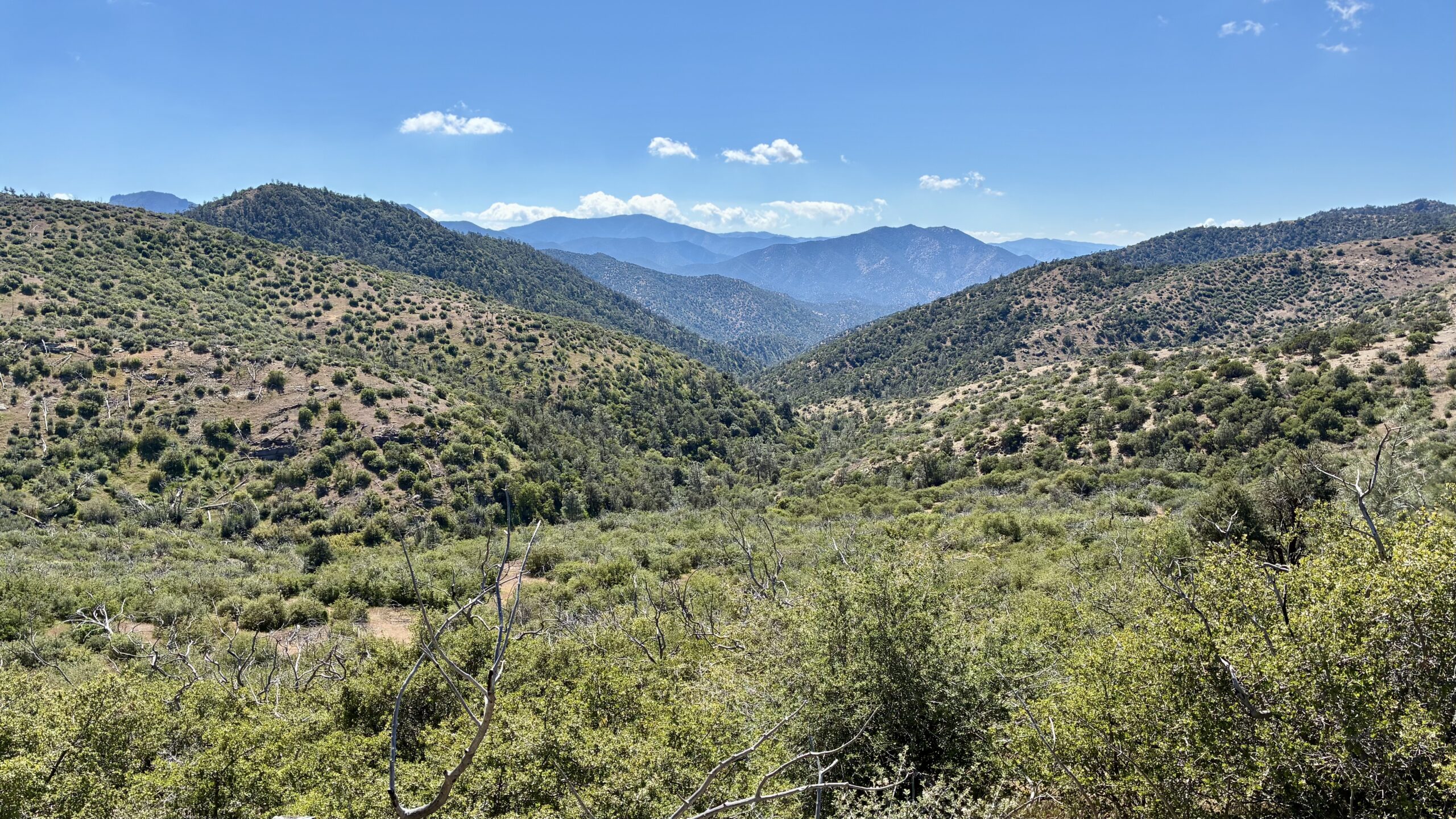 Robin Bird Spring to Sweet Ridge