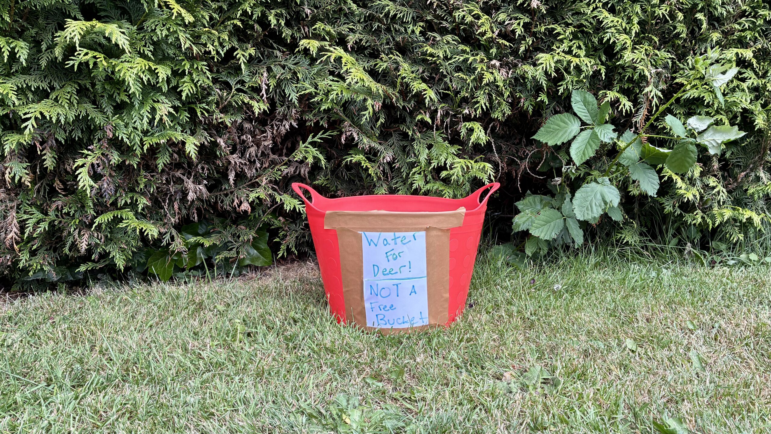 Free bucket!