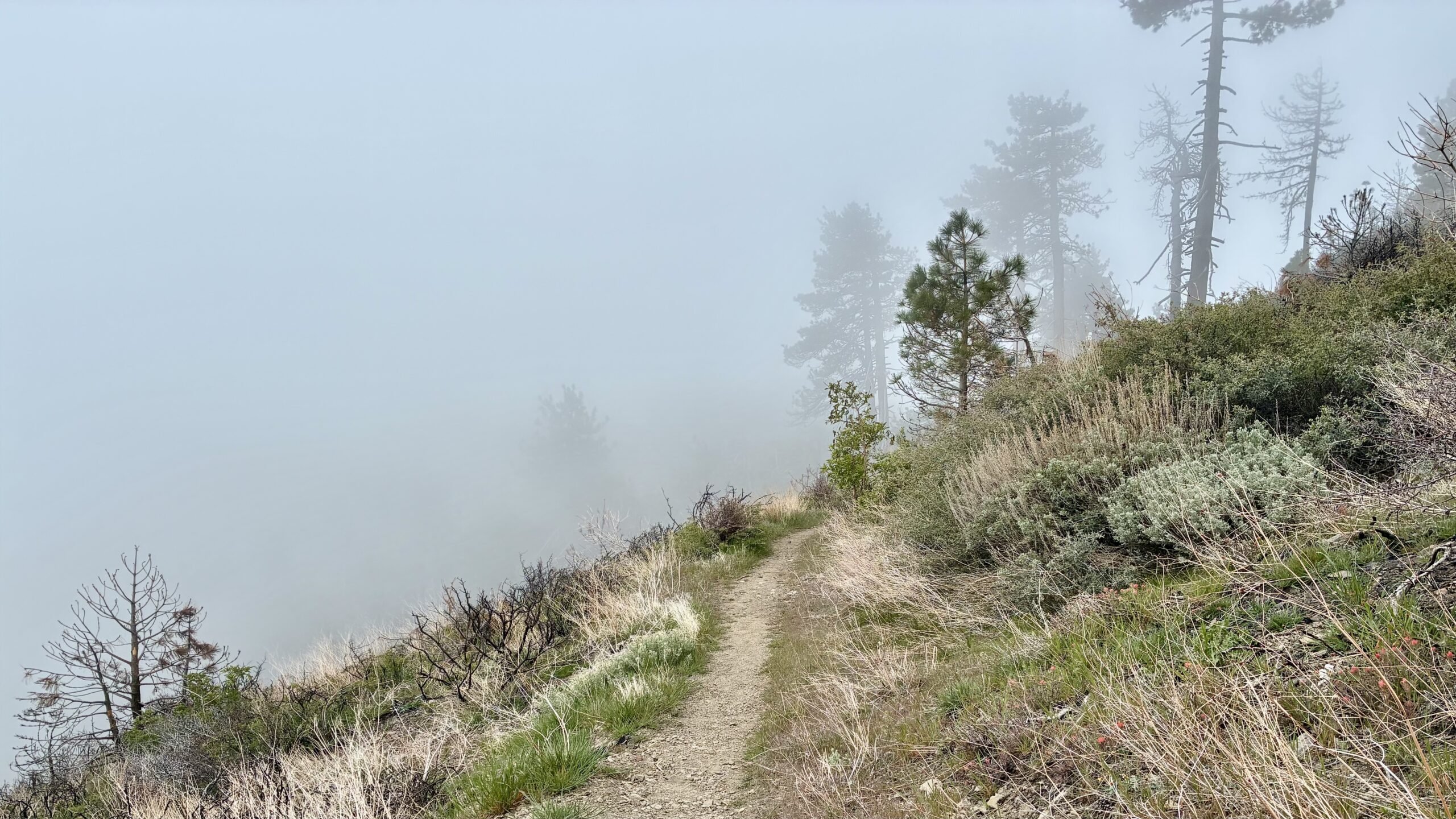 Mount Baden-Powell to Blue Ridge