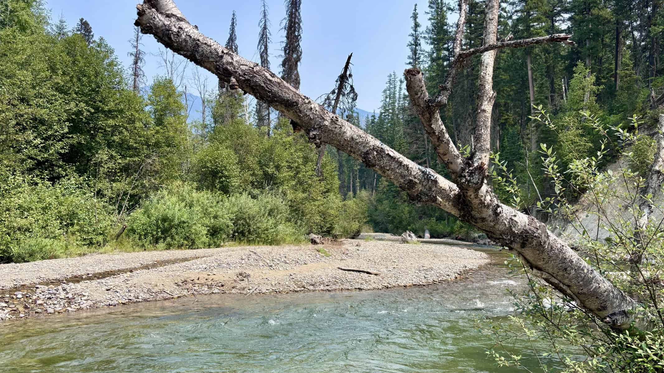 Whitefish
