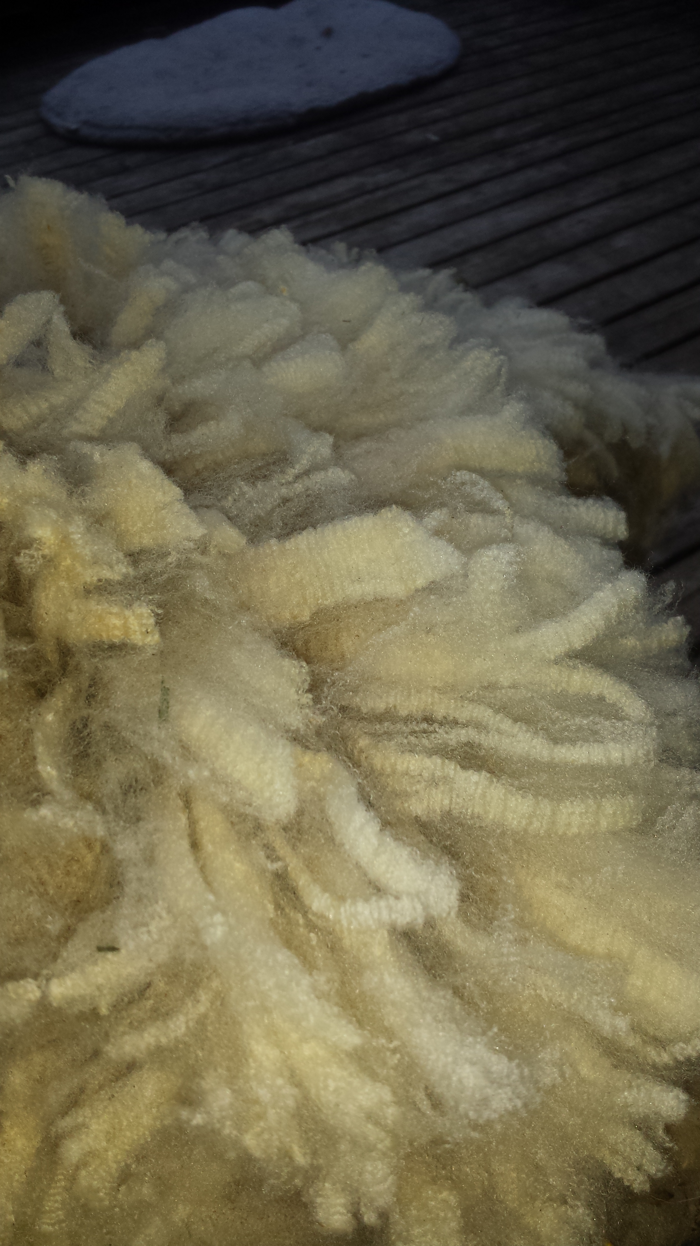 Crimpy french fries of fine wool from Clara's first fleec.