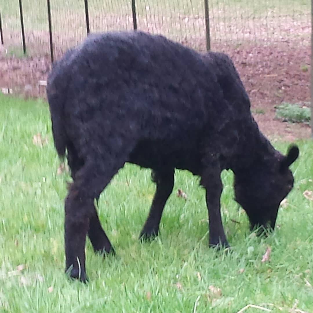 Eldora is now just Dora, with her gilded fleece sheared off.